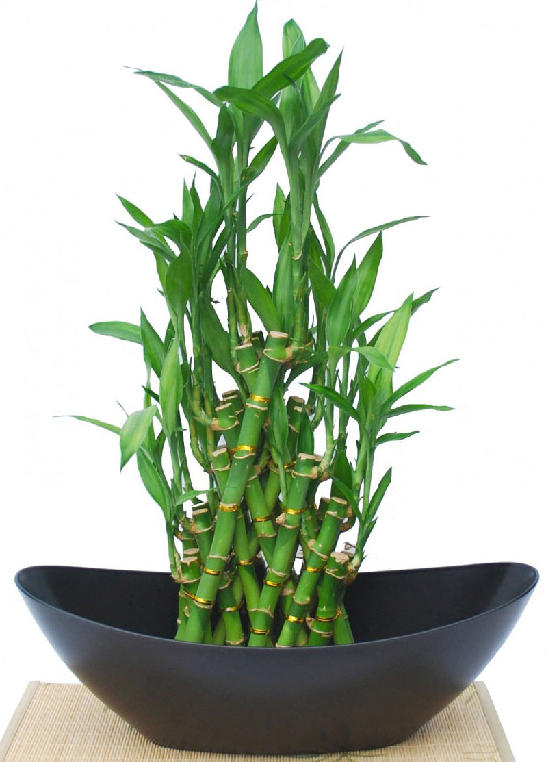 6. Cây trúc phát tài