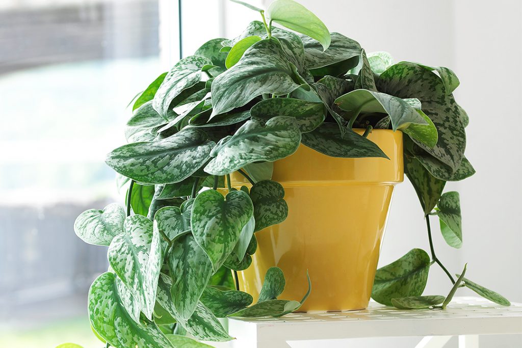 cây tràu bà lụa