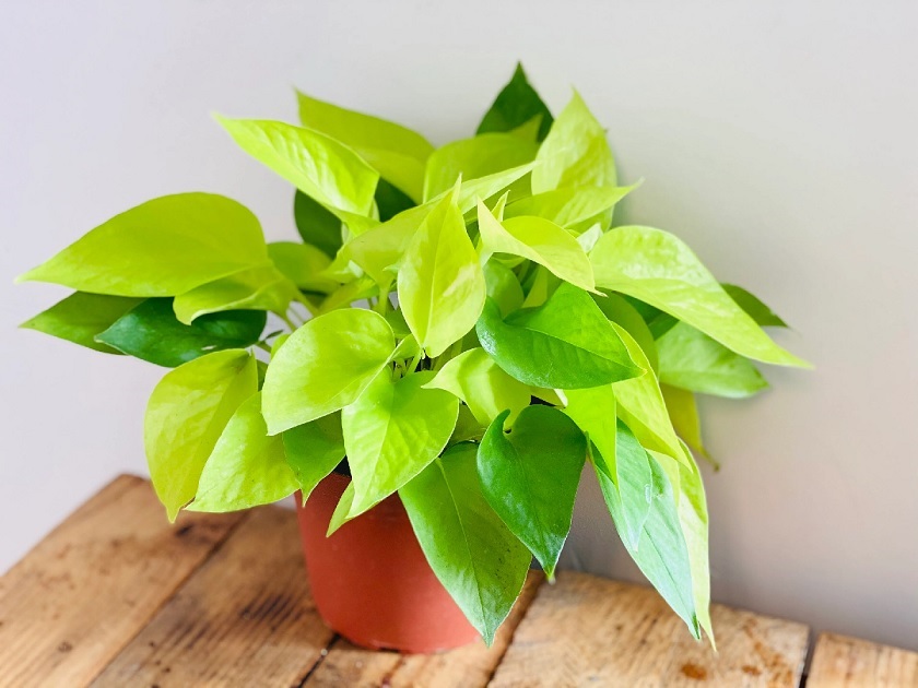 3. Cây trầu bà vàng