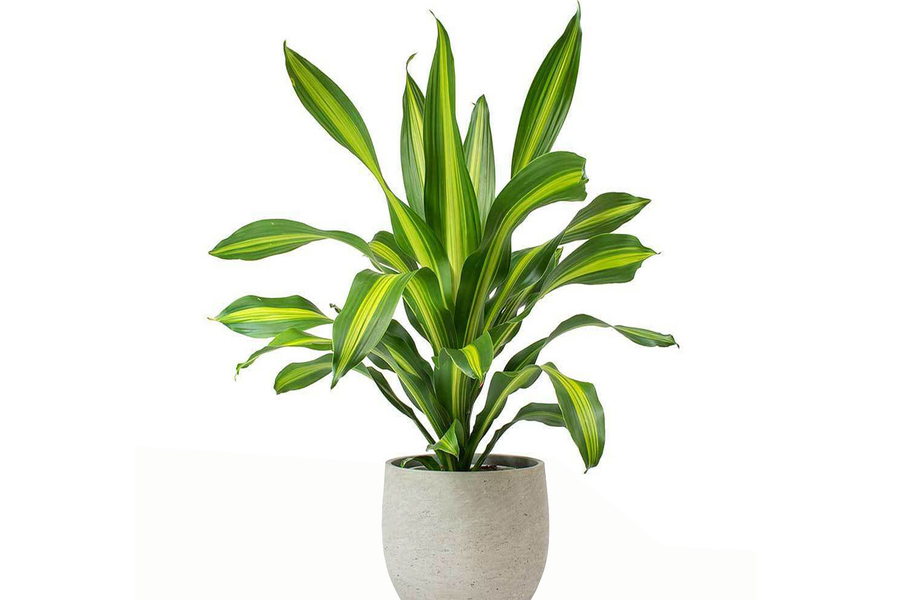 cách chăm sóc cây phát tài dể trong nhà