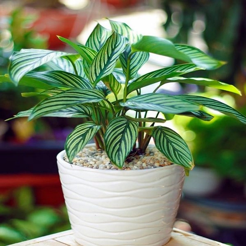 duoi cong xanh f5c12e6486ba4ce8876b01b31d5c5ddb