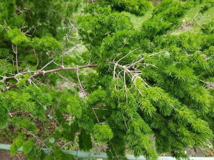 beautiful closeup shot pond pine tree with green leaves forest 181624 1178 beautiful closeup shot pond pine tree with green leaves forest 181624 1178
